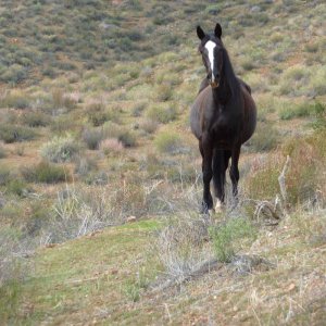wild horse