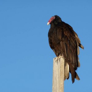 vulture at San Francisquito