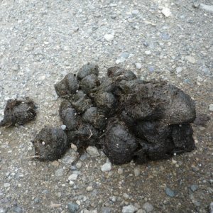 Orca bear bomb 