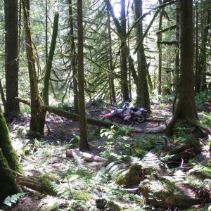 bikes_on_forest_trail