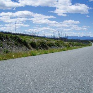 25_Hwy_20_beetle_forest_2