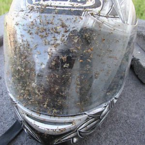 bugs