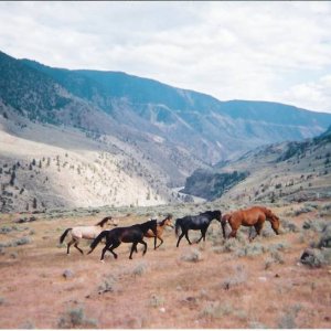 Horses_on_the_Big_Bar