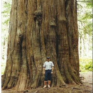 Giant Cedar @ Bella Coola