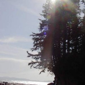 batanical beach