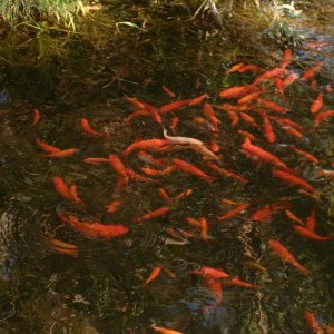 Koi fish in the desert
