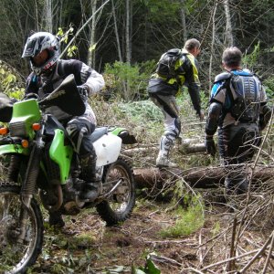 Crossing The Logging Zone