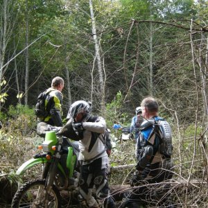 Crossing the Logging Cut