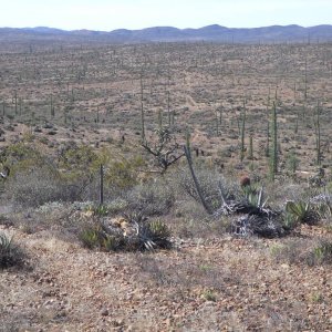 Baja 2011