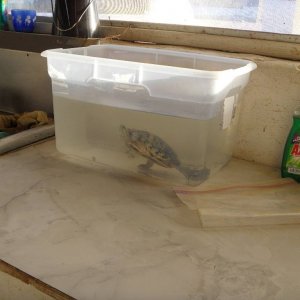 Baja 2011