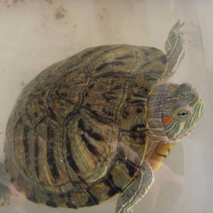 Baja 2011