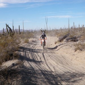 Calamajue trail