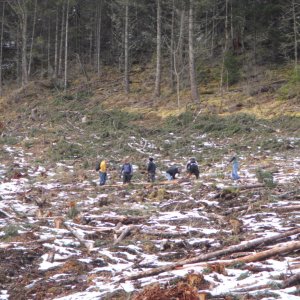 Chipmunk 2011 Trail Work