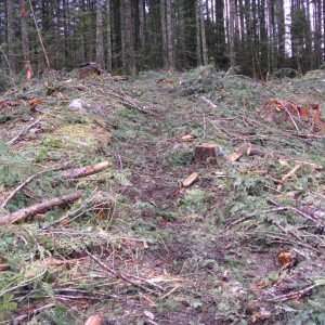 Chipmunk 2011 Trail Work