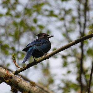 Beautiful blue birds abound