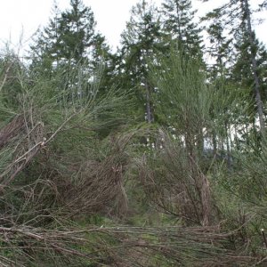 Before broom cleared