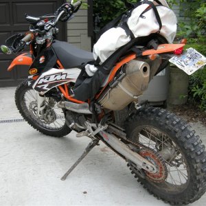 Coyote on rear KTM 690