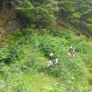Nicklemine_trail