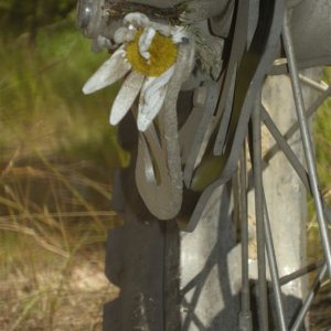 Flowers in Bloom on Green Lake Snowmobile Trail