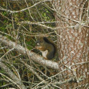 Squirrel