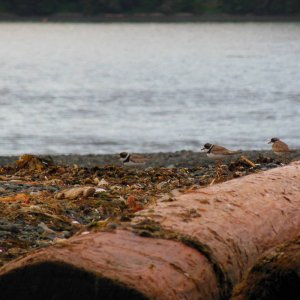 Killdeer