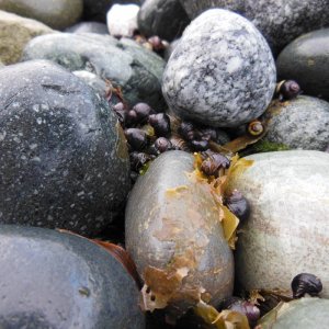 Snails