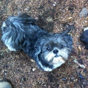 Twin Pines watchdog