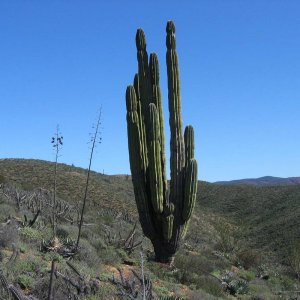 cactus baja