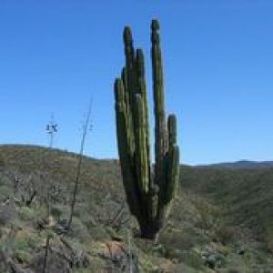 baja_cactus