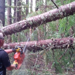 Winter blow down near Lois Lake
