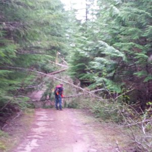 Winter blow down near Lois Lake