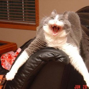 Hissing Cat