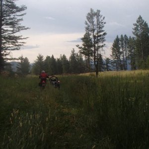 In the meadow
