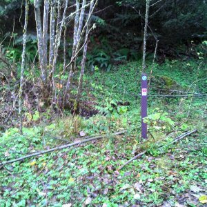 Tamihi In November