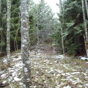 Perish Hill show the trail before clearing