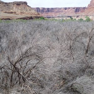 moab_445