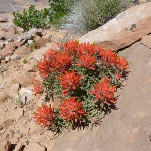moab_313