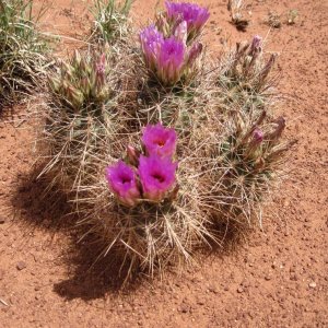 moab_823