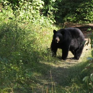 bear