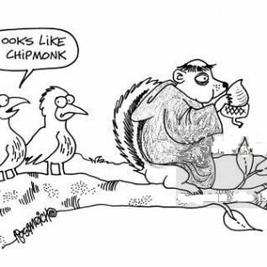 Cheep Monk  Chipmunk