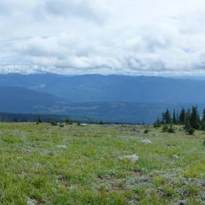 crowfoot_pana