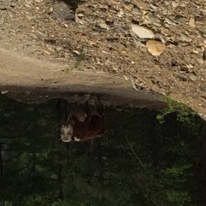 Lytton Bull