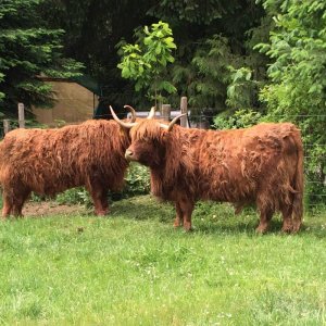 Highland Cattle