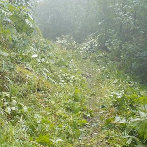 Bridal Falls Trail 2015