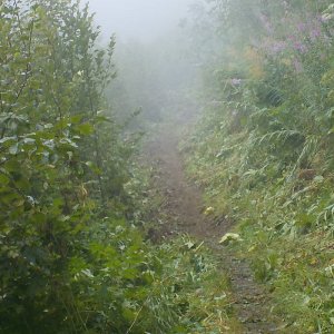 Bridal Falls Trail 2015