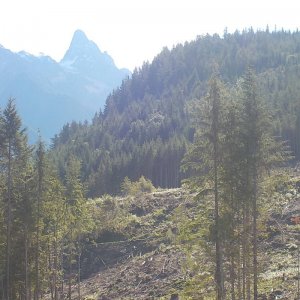 Bordon