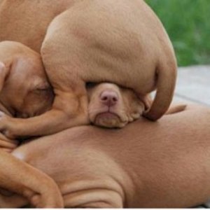 dog_pile