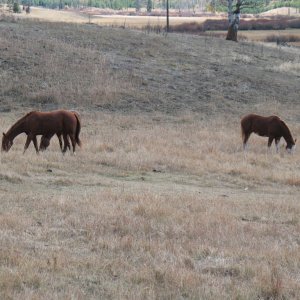 Horses roaming freely
