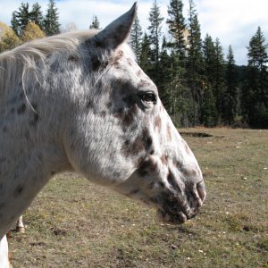 More horses...