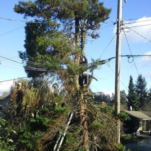 Toms Tree
